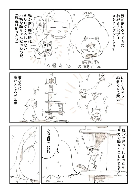 猫らしくない猫がやっと猫になったと思ったのにっていう話 1/2