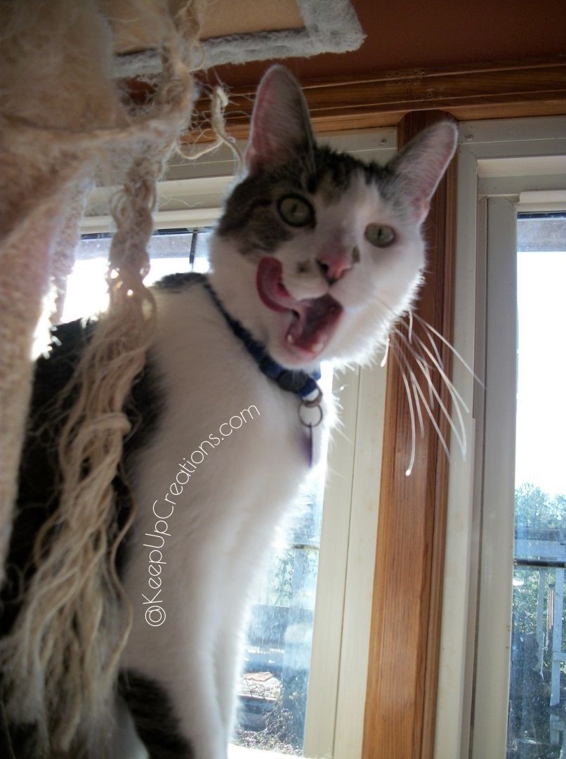 KpUpCreations's tweet image. Enjoying another catnip toy from Keep Up Creations or snuck another snack?  Keep your eyes peeled, Shadrach (and everyone else).  We have some new limited-run items coming out soon!

#Thurpsday #Thursday #CatnipToys #SneakASnack #LimitedRun #ComingSoon