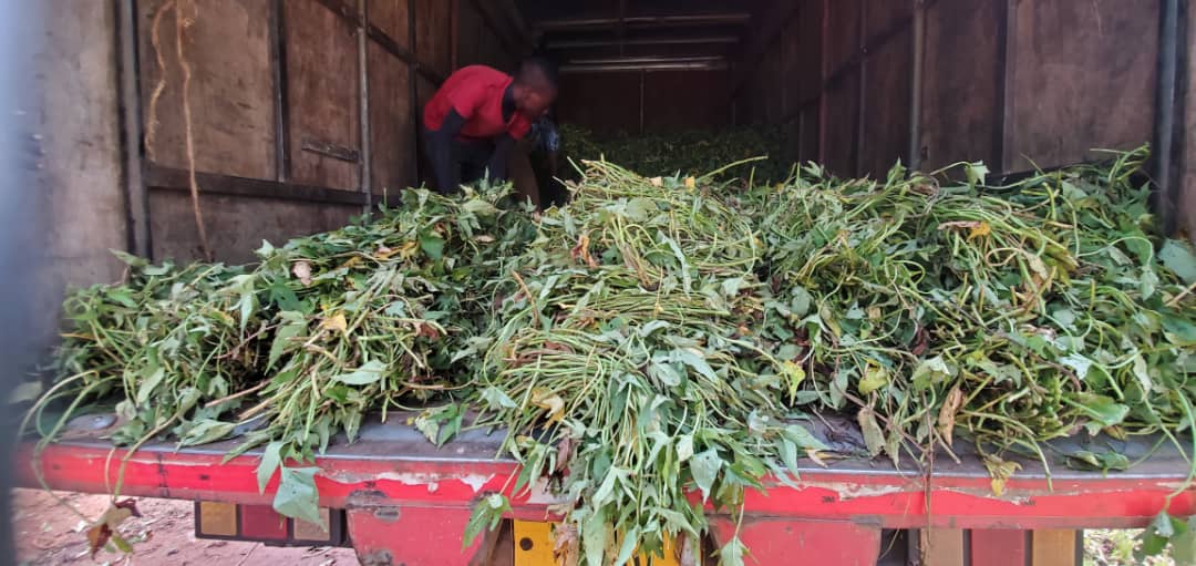 Beldizy's tweet photo. Loading of the clean OFSP vines on the truck ready for dispatch to Uvinza, Kigoma https://t.co/W6VppH8Djo