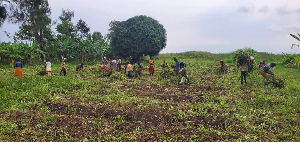 Beldizy's tweet photo. Harvesting at our Nungwe farms in Geita for clean Sweetpotato planting materials#MbeguboranaSafizaMarando https://t.co/72LIu5BGNQ