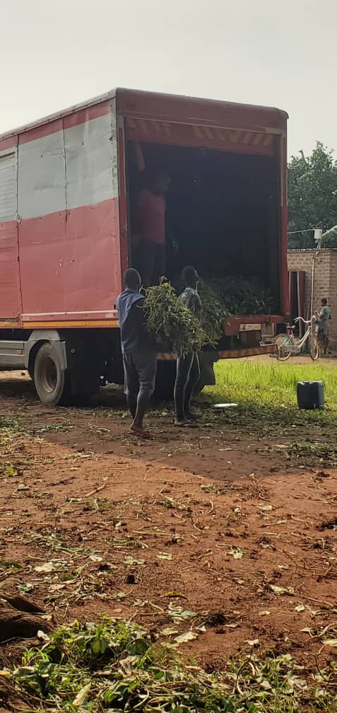 Beldizy's tweet photo. We keep our clients happy by ensuring timely delivery of clean sweetpotato planting materials https://t.co/WCVZNkASHX