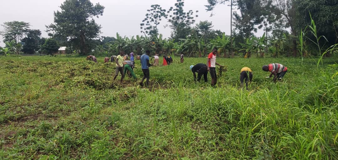 Beldizy's tweet photo. We keep our clients happy by ensuring timely delivery of clean sweetpotato planting materials https://t.co/WCVZNkASHX