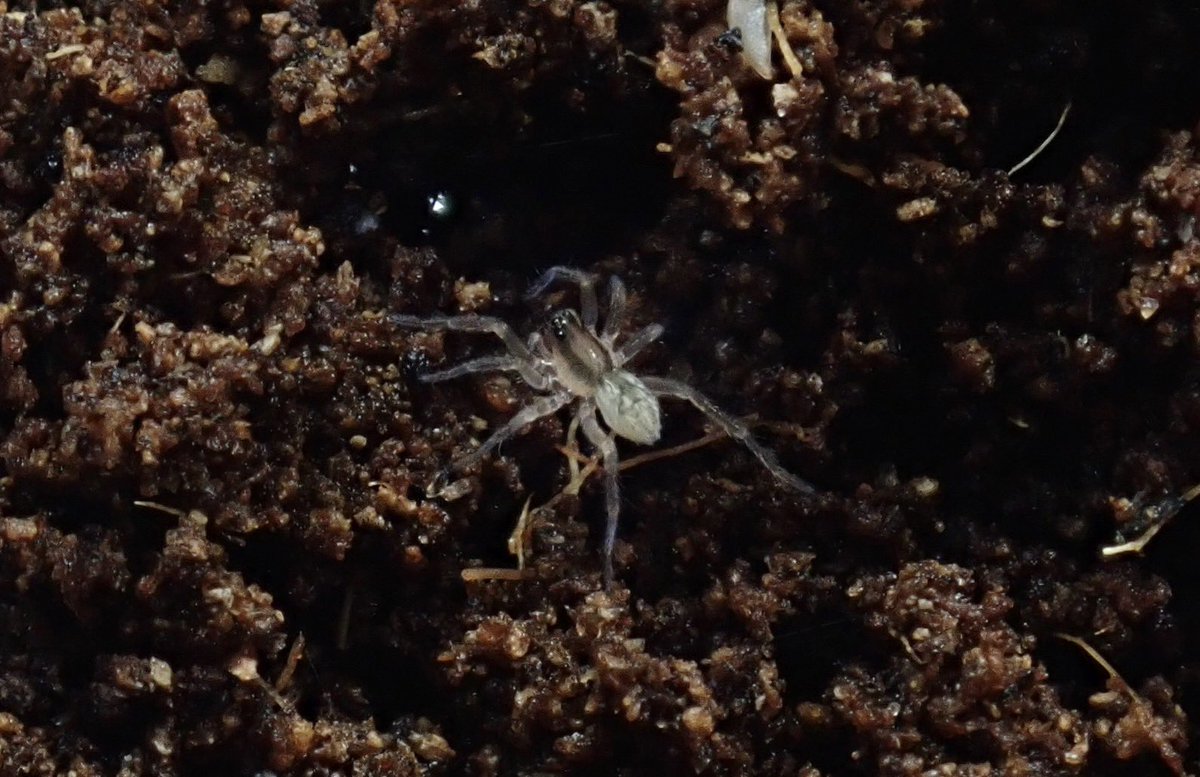 bugbug_bugs's tweet photo. 国内CB 幼体
デザートウルフスパイダー
Hogna sp. https://t.co/TU3X0bSrdm