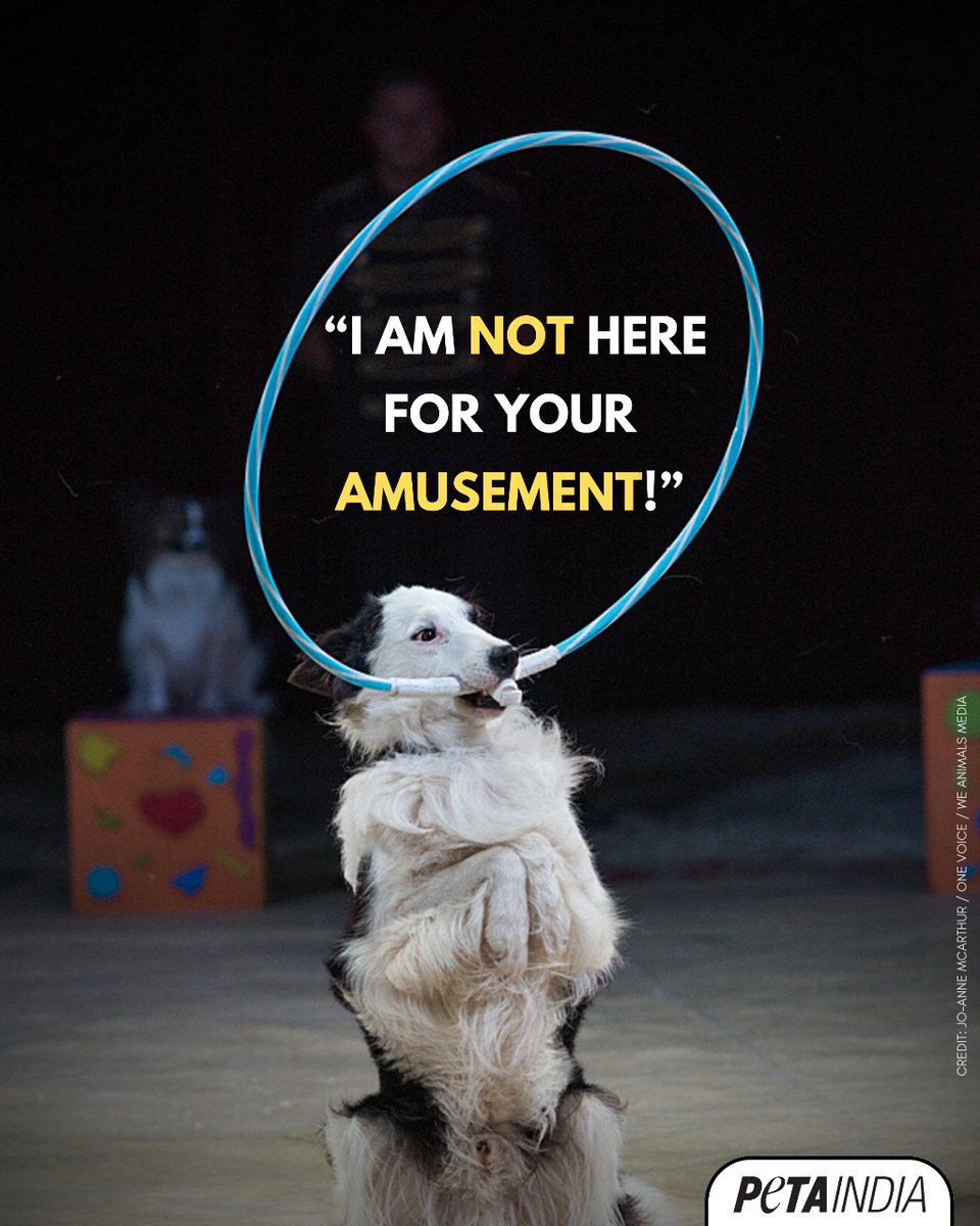 PetaIndia's tweet photo. What you see here isn’t a circus act, it’s a life stolen.
Help them now: https://t.co/TO3aNj1SX1 .

#NotOursToAbuse #SayNoToCircuses #PETAIndia https://t.co/4PwrIwXsrO