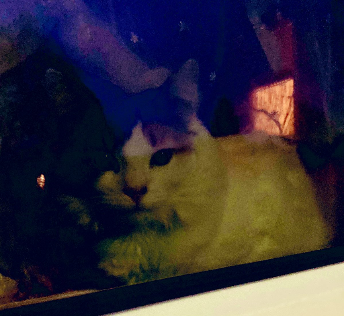 madeleinemaste4's tweet photo. #Thursday
from the sill
Looking out
I’m looking in
#littleprincess
#alternativeview ⭐️💕🐾 https://t.co/zA0rzfhzud