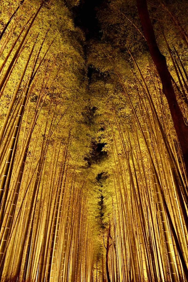 nature forest no humans yellow theme bamboo bamboo forest scenery  illustration images