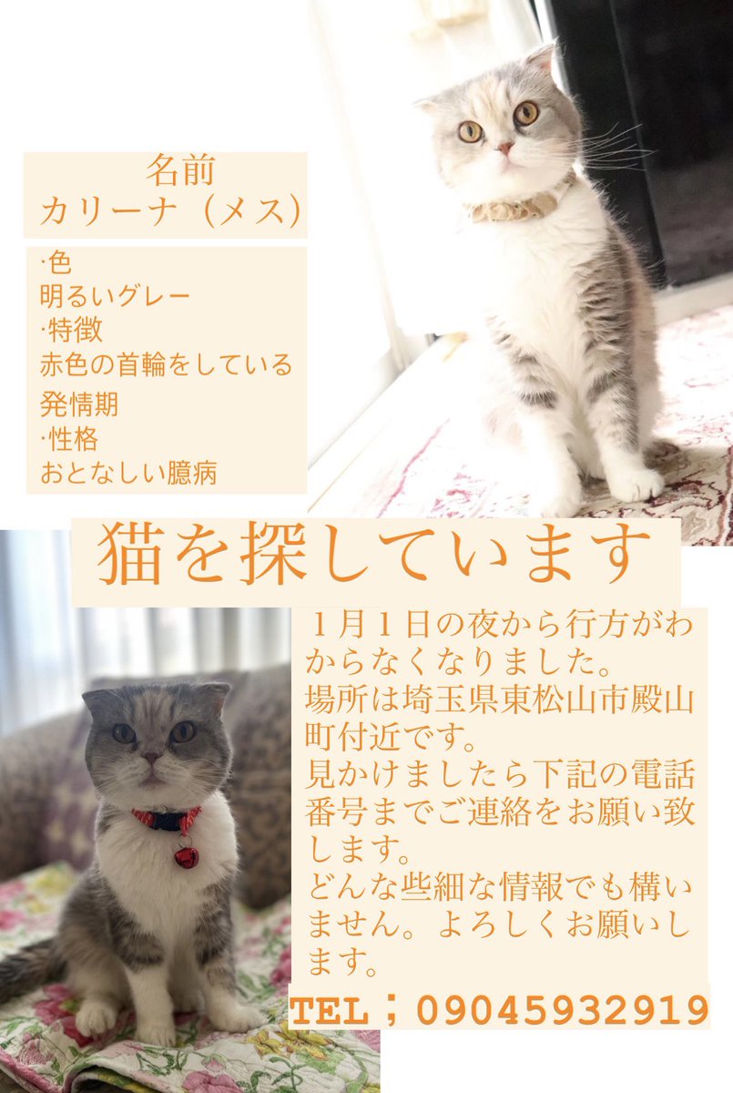 magonote0114's tweet photo. 先日ペット捜索のプロに依頼をしましたがまだ見つかっていません。カリーナに似た猫を見かけたと電話をして頂きましたが範囲が広く見つけ出すことができませんでした。これからも些細な情報でも連絡いただけると幸いです。#迷い猫 #拡散RTお願いします #拡散希望 #拡散RT希望 #猫 https://t.co/7ZY8YWtUdd