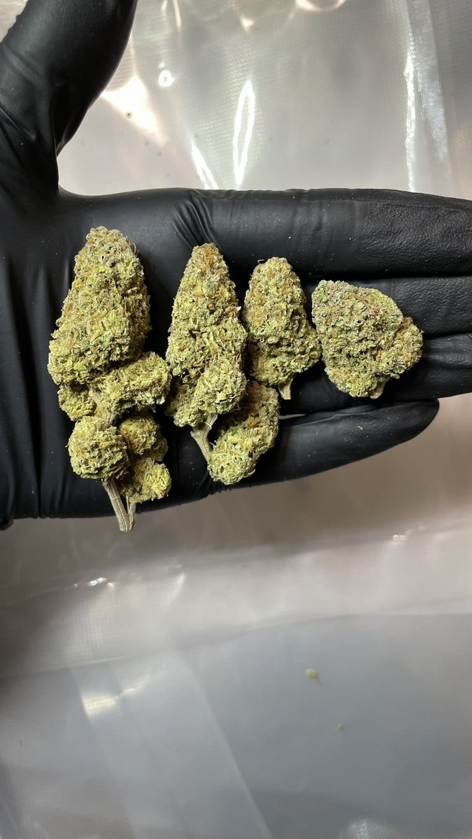 akameHyd's tweet photo. 新入荷🍀
◉Royal Runtz
◉Kosher Kush
◉Acapluco Gold
◉Super Skunk
◉Critical Orange Punch
◉Pineapple Express https://t.co/6N5ZFVWZzs