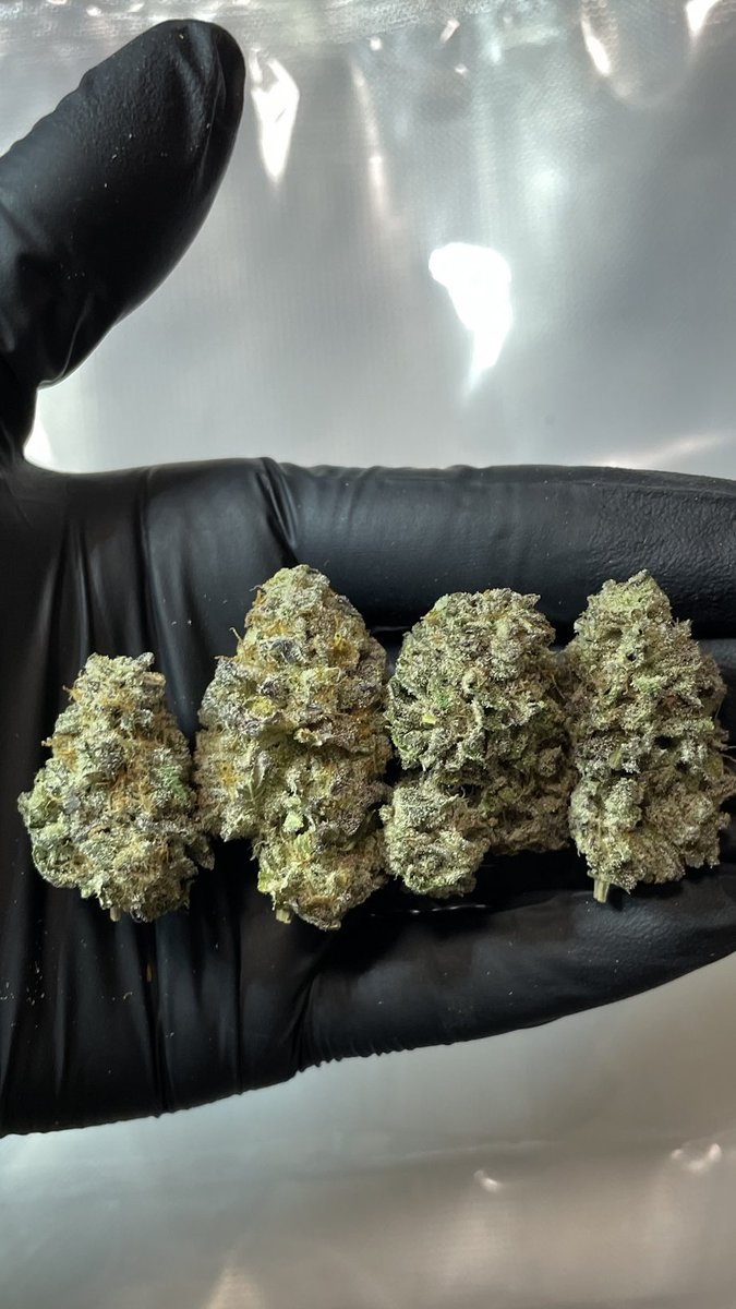akameHyd's tweet photo. 新入荷🍀
◉Royal Runtz
◉Kosher Kush
◉Acapluco Gold
◉Super Skunk
◉Critical Orange Punch
◉Pineapple Express https://t.co/6N5ZFVWZzs
