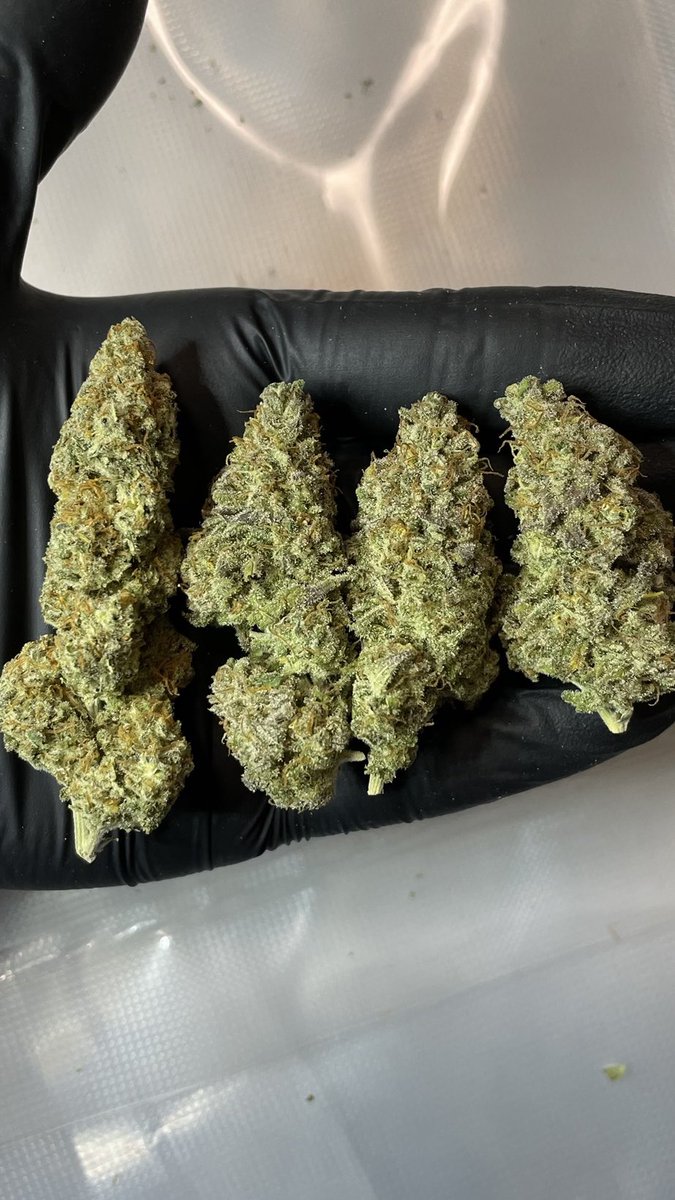 akameHyd's tweet photo. 新入荷🍀
◉Royal Runtz
◉Kosher Kush
◉Acapluco Gold
◉Super Skunk
◉Critical Orange Punch
◉Pineapple Express https://t.co/6N5ZFVWZzs