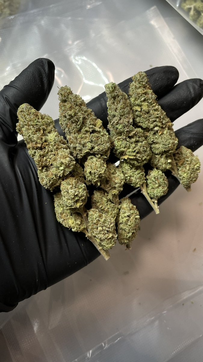 akameHyd's tweet photo. 新入荷🍀
◉Royal Runtz
◉Kosher Kush
◉Acapluco Gold
◉Super Skunk
◉Critical Orange Punch
◉Pineapple Express https://t.co/6N5ZFVWZzs