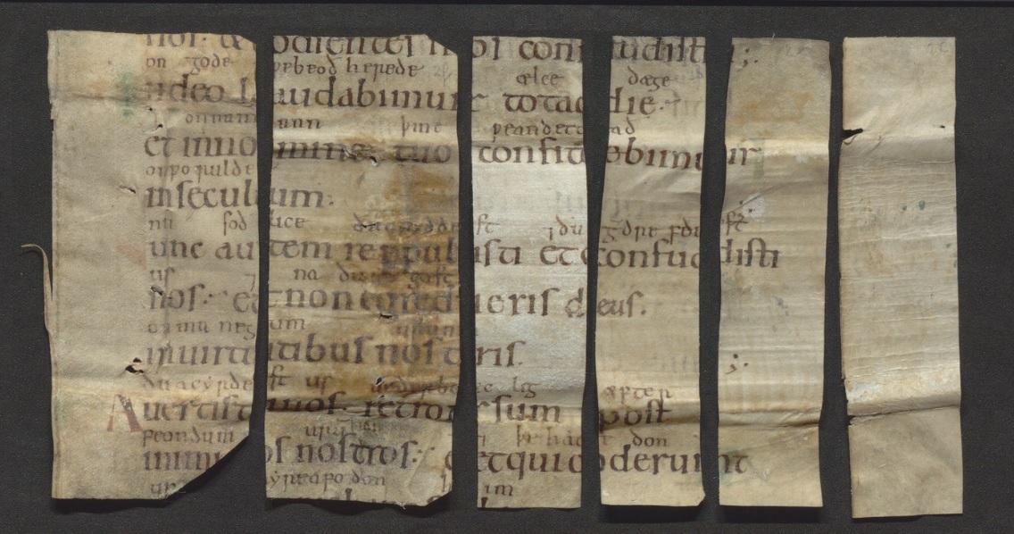 Very excited to announce the discovery of Old English fragments inside a series of book bindings! They come from an 11th-c. Latin psalter with Old English glosses and this psalter comes with a fascinating potential backstory involving a refugee English princess! 🧵