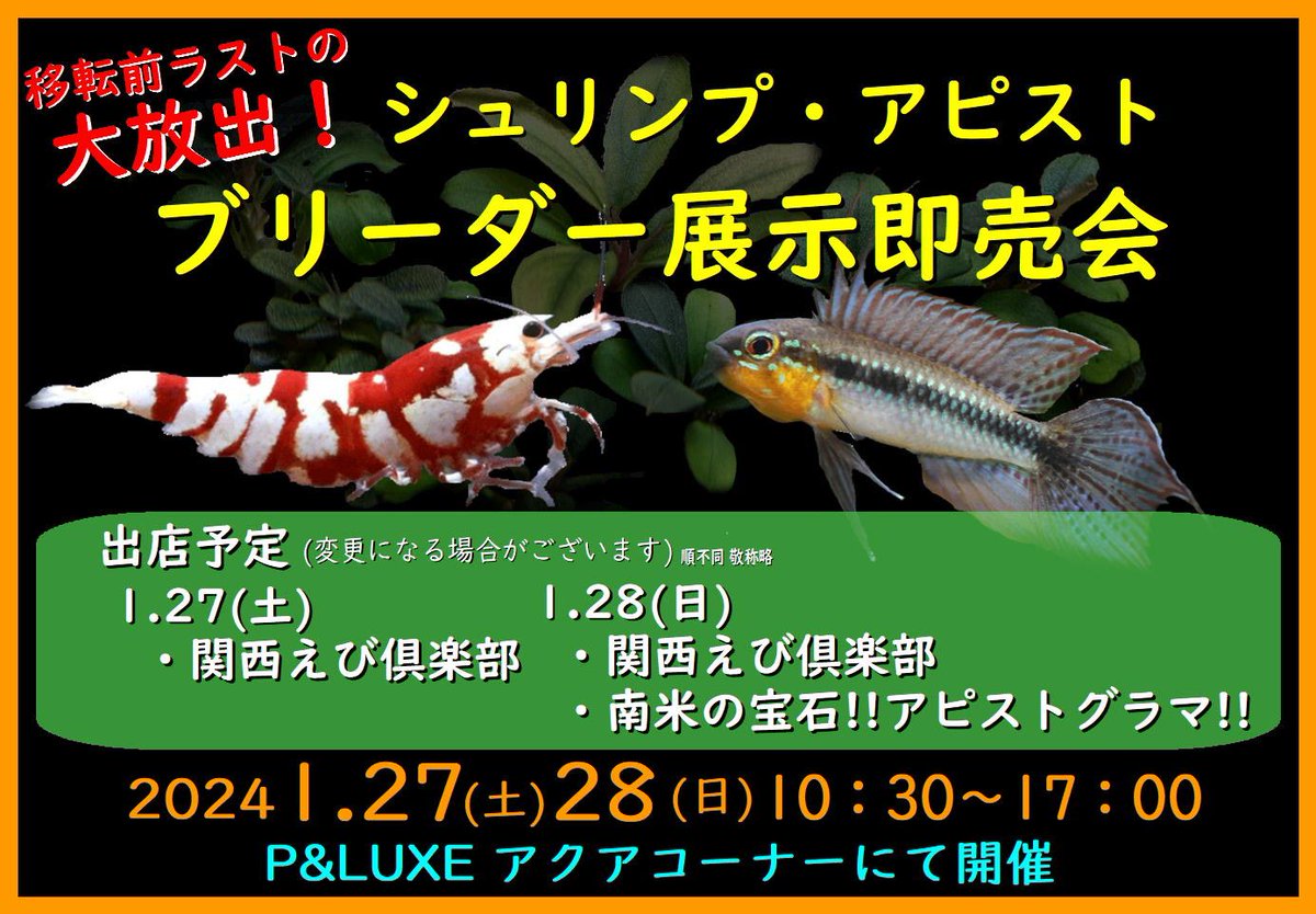 PLUXE6's tweet photo. 移転セールも残り1ヶ月という事で
更にプライスダウン‼

アクア・爬虫類・観葉植物コーナーの生体・用品40%OFFです‼️
(フード、サプリメント、冷凍エサ、爬虫類用床材、コンディショナーは30％OFF)

※特価品・特価生体・アウトレット商品・活き餌は除く。
※在庫限り
※お取り寄せ商品は10%OFF https://t.co/mE8JSdmtVH