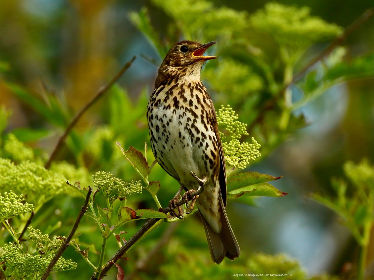 (1/5) One bird species that you may hear singing at this time of year is the Song Thrush. Its loud song with repeated notes tends to carry quite a distance.