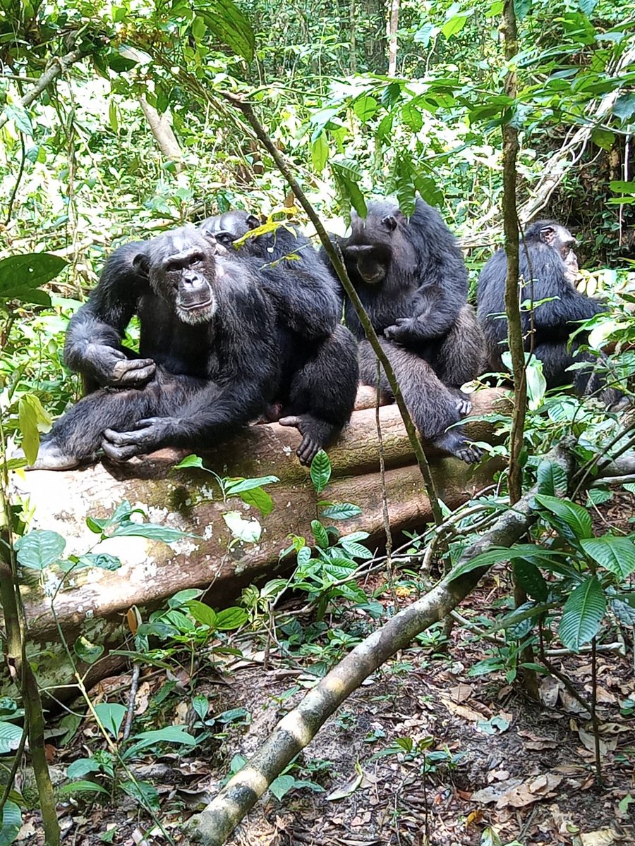 Taï Chimpanzee Project (@taichimpproject) on Twitter photo 📢JOB ALERT📢
We are looking for a new Camp Manager to manage the <a href="/TaiChimpProject/">Taï Chimpanzee Project</a> in Ivory Coast. Managing data collection, 35 local staff and international students (taichimps.org). PhD possibility optional. Start 1.4.24. Deadline 1.2.24. RT
emploi.cnrs.fr/Offres/CDD/UMR… 📢JOB ALERT📢
We are looking for a new Camp Manager to manage the <a href="/TaiChimpProject/">Taï Chimpanzee Project</a> in Ivory Coast. Managing data collection, 35 local staff and international students (taichimps.org). PhD possibility optional. Start 1.4.24. Deadline 1.2.24. RT
emploi.cnrs.fr/Offres/CDD/UMR…