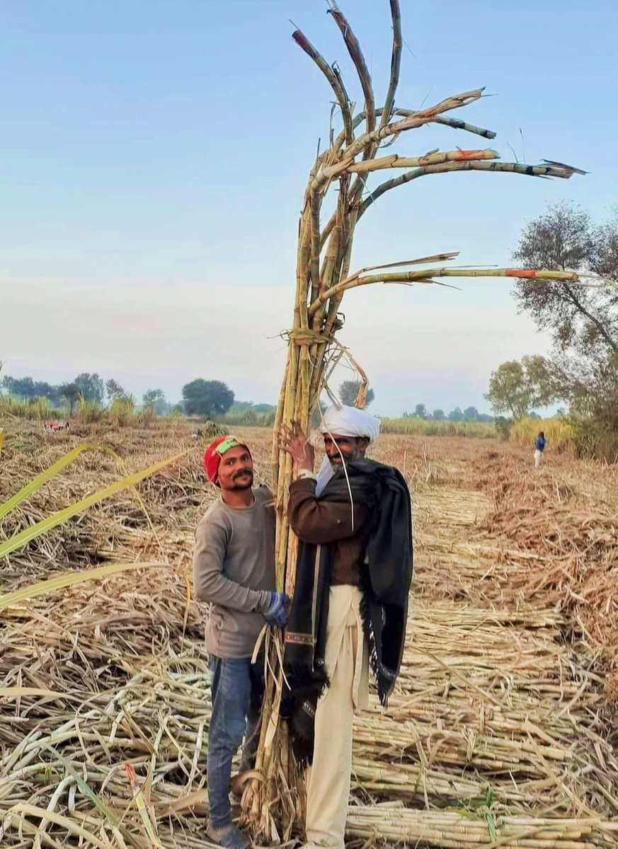 kulea_africa_'s tweet photo. Sugar variety US 133 in Pakistan during harvest #Kulea https://t.co/lbMSty1iko