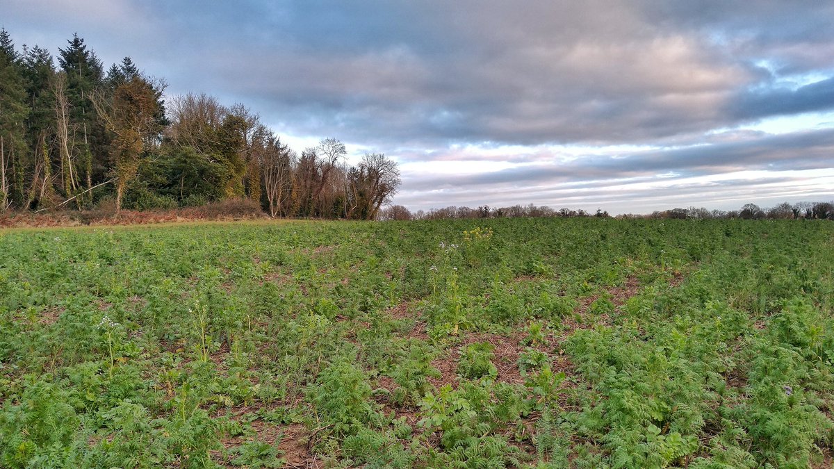 Ballykilcavan's tweet photo. The cover crop in the White Field, where we grow our @WaterfordWhisky barley, is a bit patchy this year, but has actually turned out OK. Because of new Department rules, we can't graze these crops any more, so we need a new plan to deal with them before ploughing. https://t.co/nc6CZbtufn