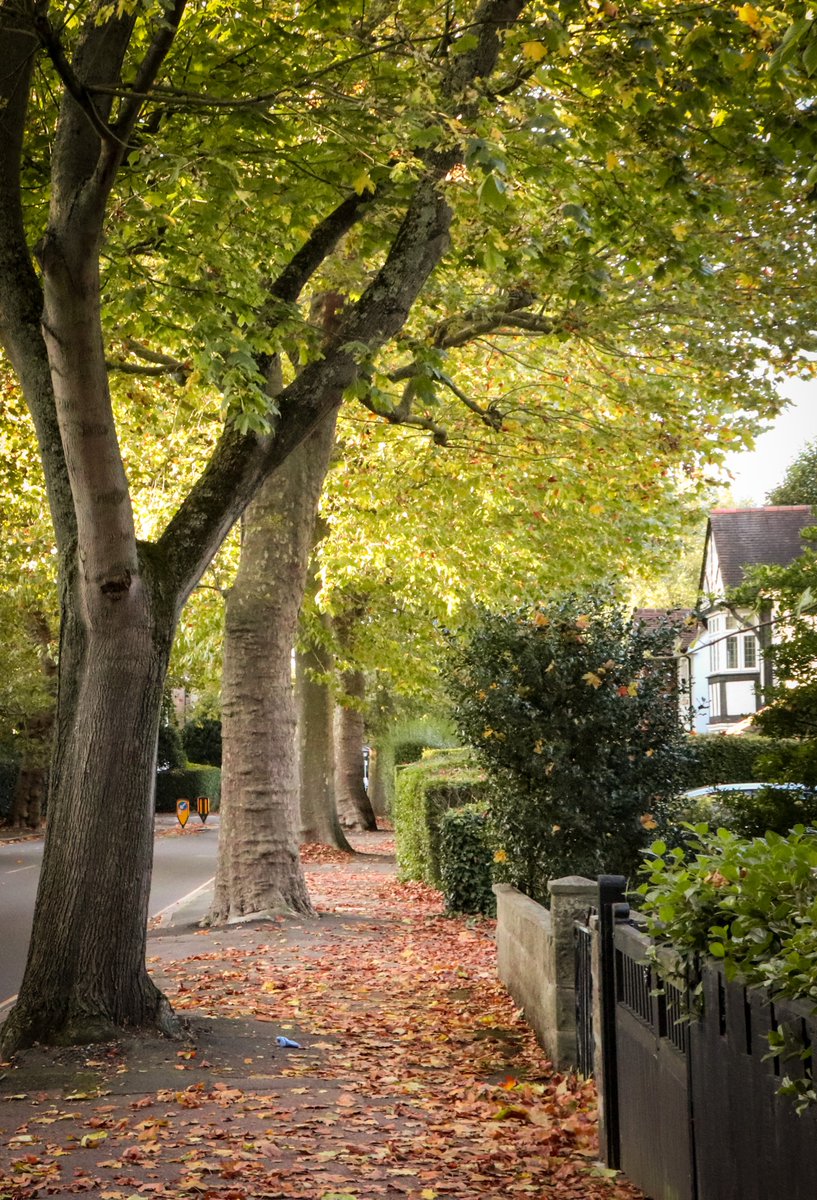 🌳Trees – just make our streets look amazing😎 We spend a lot of time talking about how urban trees help keep us cool, reduce pollution, restore nature, help us adapt to climate change, calm traffic etc But lets just🥂celebrate how great they look, and how that makes us feel🙂