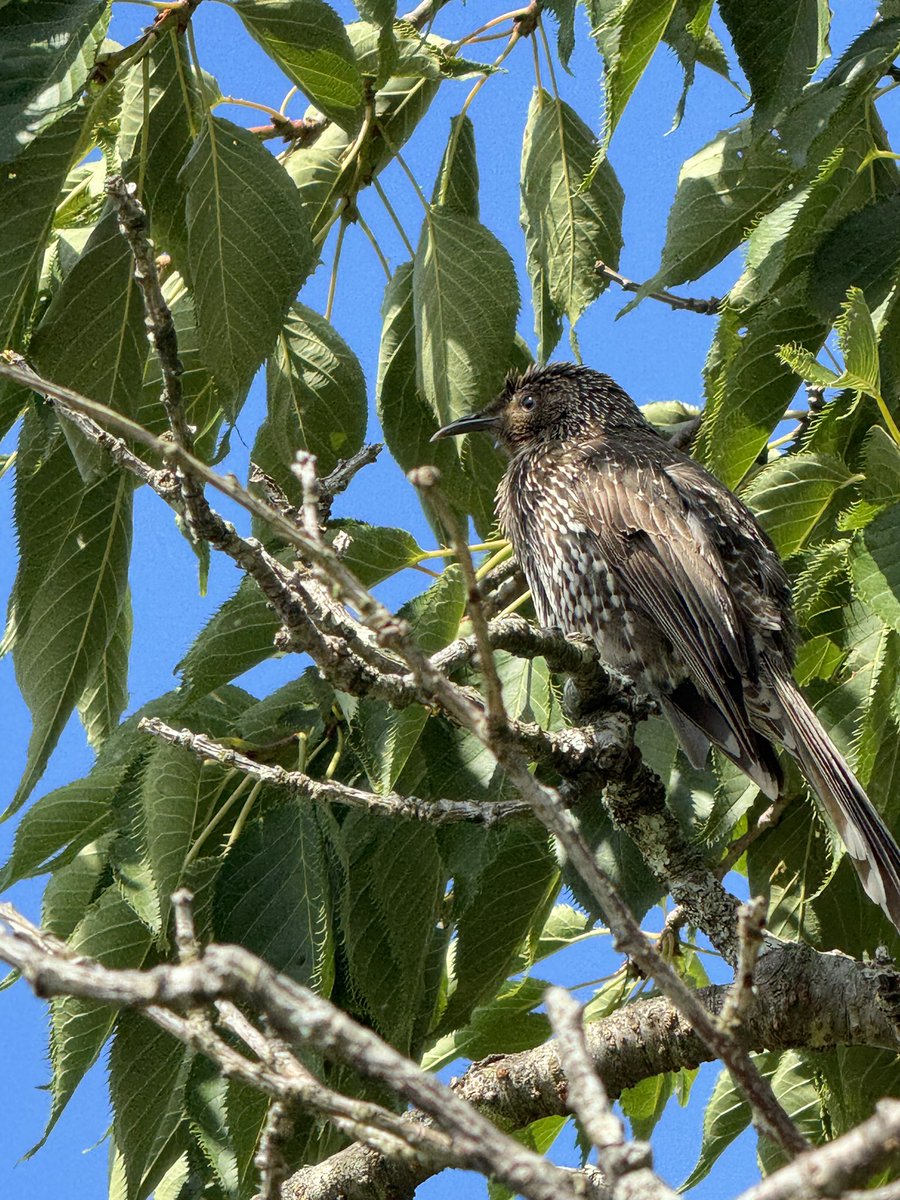 MrBikashGhimire's tweet photo. Little Wattlebird and Pied Currawong of Mount Dandenong, Melbourne!!
(Kindly correct my identification if wrong)
#BirdsOfTwitter #BirdsOfMelbourne https://t.co/MURn2g7sq1