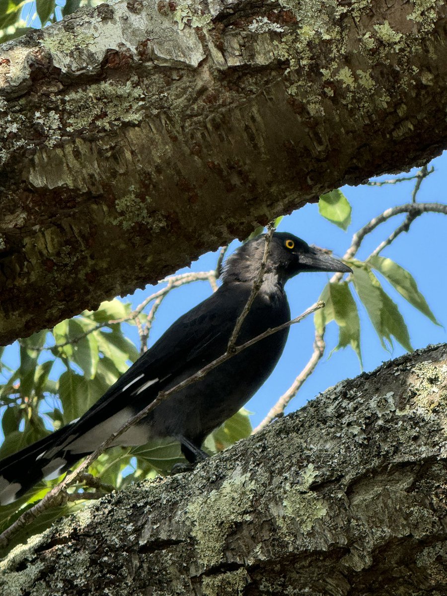 MrBikashGhimire's tweet photo. Little Wattlebird and Pied Currawong of Mount Dandenong, Melbourne!!
(Kindly correct my identification if wrong)
#BirdsOfTwitter #BirdsOfMelbourne https://t.co/MURn2g7sq1