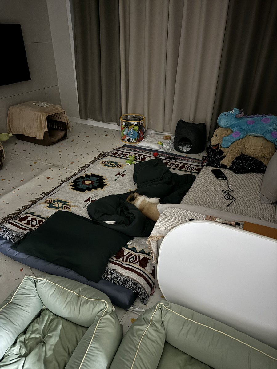 BB__house's tweet photo. #가족찾는 #아산택배즈📦 #배달이🐶 #배달_임보일기
🐶 배달 / 미중성 남 / 4개월 / 2.75kg
-
안방 침대에서는 볼트 바다가 자고 배달이와 자려고 거실에 매트 깔았는데 자기 여기서 잘 거라며 스스로 잠자리를 만든다. 정말 퍼피 배달이.

#임보중 #임보일기 #입양문의 #사지말고입양하세요 https://t.co/iNmLtmecpn