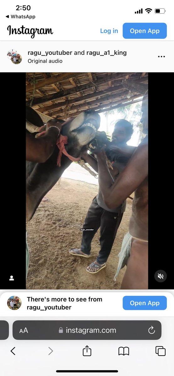 gauri_maulekhi's tweet photo. LIVE HENS being force fed to #JALLIKATTU BULLS. 

@PoliceTamilnadu @mkstalin @BJP4TamilNadu @News18TamilNadu @TamilTheHindu @bbctamil @Chief_Secy_TN Please initiate strictest action against one Ragu YouTuber whose Instagram handle showcases acts of heinous violence and insanity, under the IT Act, Prevention of Cruelty to Animals Act, BNS. A semi naked man is seen in the video trying to force a live hen into the mouth of a bull. The description  states - 
“ 🔥Jallikattu ready🔥”

@narendramodi ji, we seem to have lost the plot on civilisation. Frenzy of mindless violence cannot be the hallmark of ‘culture’ in any decent society. 

We hang our head in shame.