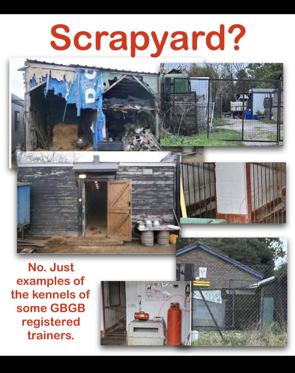 Robbie Grey#proudtobeananimalextremist tweet media