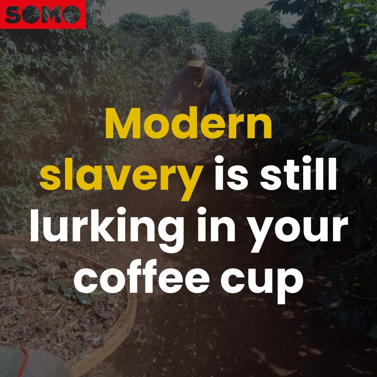 How long will our coffee carry the bitter taste of slavery? ☕ Despite promises from #coffee multinationals to do better, their supply chains are still riddled with cases of modern #slavery. New report by SOMO and Conectas Direitos Humanos 👉 bit.ly/3NX9Kdc