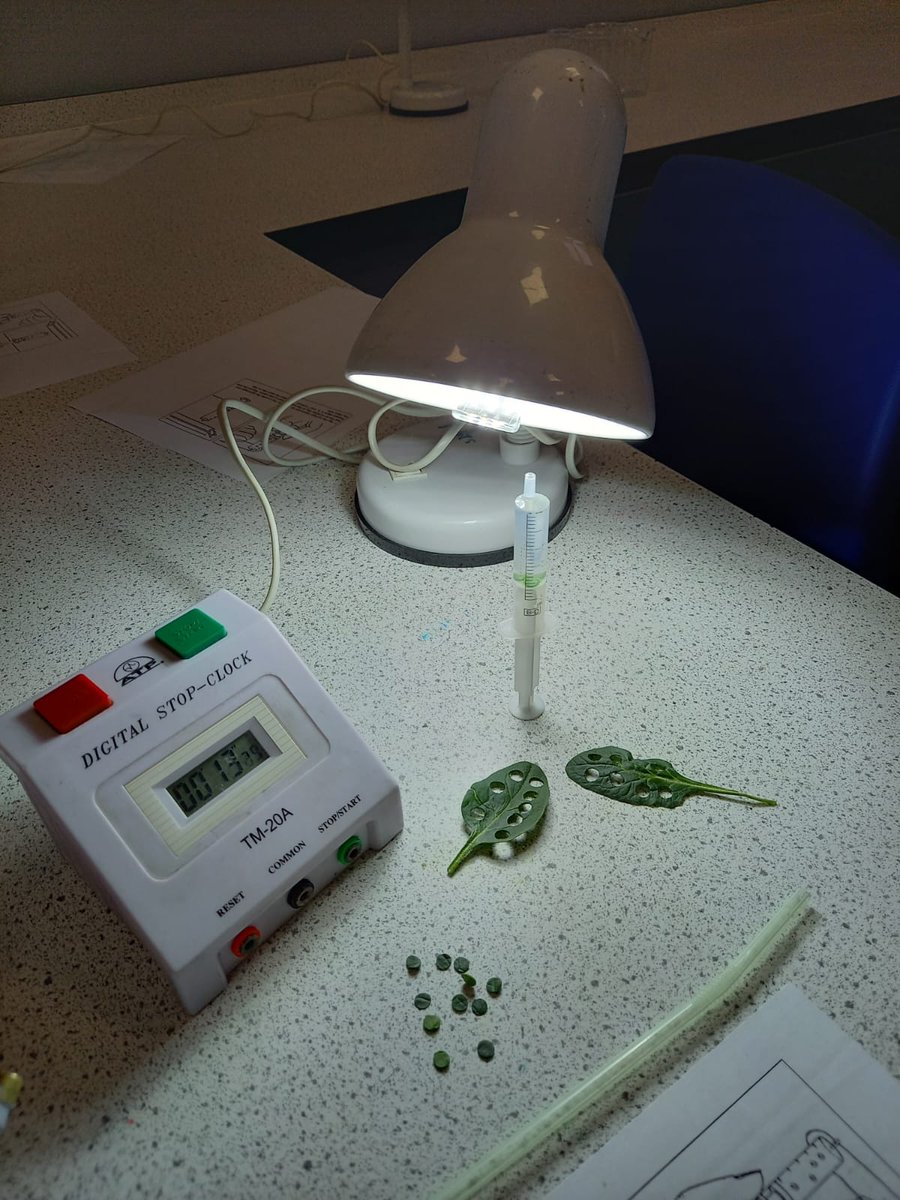 GORSESCITT's tweet photo. Our science trainees have been experimenting, making leaf discs from spinach. This shows that plants produce oxygen during photosynthesis. The discs rise to the surface after a few minutes of exposure to light.
#GORSESCITT #ITT #teachertraining #SCITTProgram #SCITT https://t.co/uoSdwcaDeY