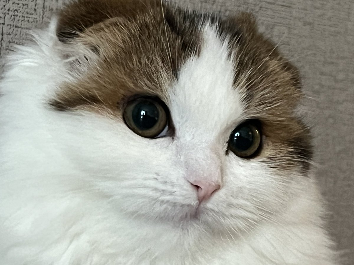 ディルとナッペ🐱ひとんちのねこ垢w tweet media