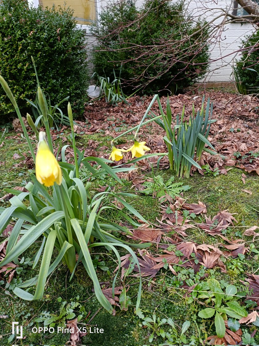 Spring arriving a little early??
#daffodildays
#FLOWER 
#Weather