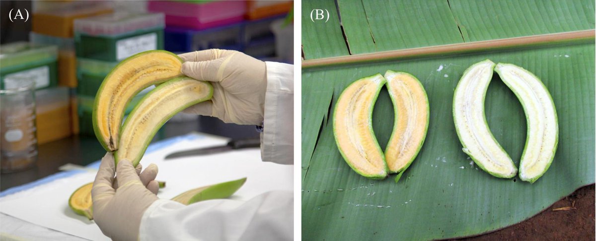'Super Banana' could save thousands of live,
but European NGOs still spreading doubts about GMOs.

250k-500k children become blind yearly
→ Due to vitamin A deficiency.

↳ Half of them die within 12 months.

People who died from GMOs.
↳ zero.

thecooldown.com/green-tech/sup…