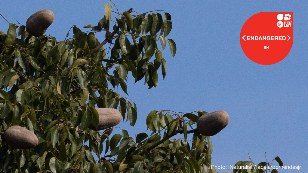 One of the world’s most commercially sought-after timber trees, big leaf mahogany has moved from Vulnerable to Endangered on the IUCN Red List. Numbers across Central and South America have reduced by at least 60% over the past 180 years. Learn more bit.ly/41fwRVG