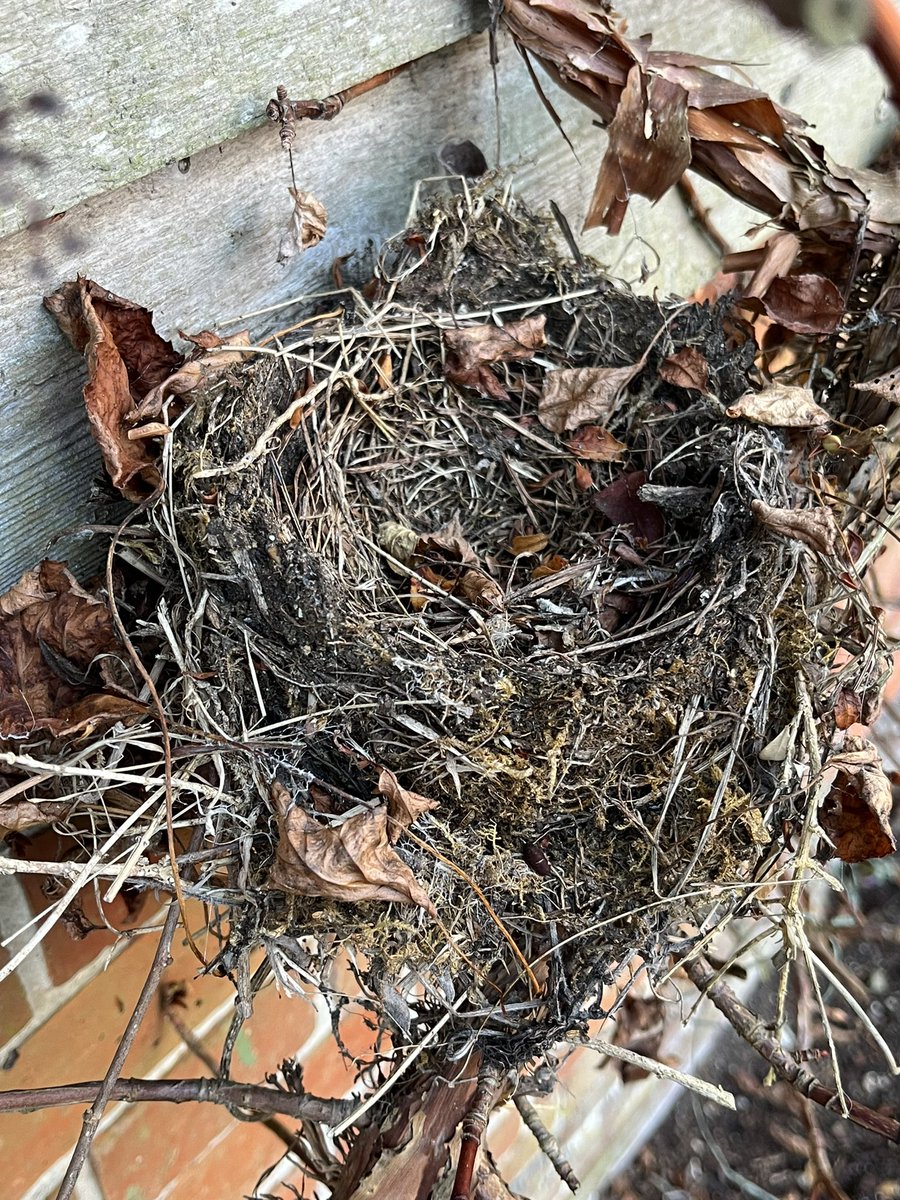 Winter pruning and I discovered treasure in the garden 💚 #Gardening