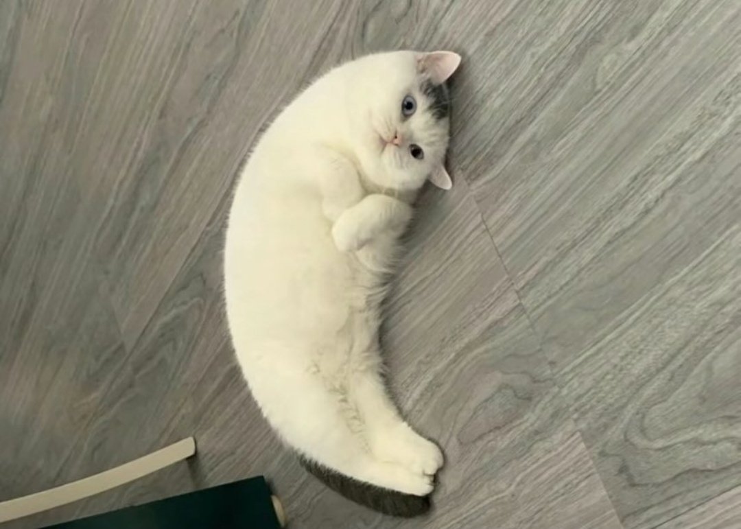 バナナみたいなフォルムの猫さんが撮影されてしまった瞬間…🍌