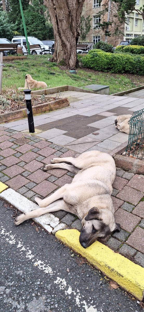 forestercihan's tweet photo. Bakın size sahipsiz köpek konusunun gerçek nedenlerini ve çözüm yolunu somut ve çok taze bir örnekle anlatayım.

Aşağıda gördüğünüz ilk fotoğraftaki üç köpekten biri (en uzaktaki) hariç diğerleri orman fakültesi kampüsüne yeni geldi. Bu fotoğrafta olmayan üç dört köpek daha var yeni gelen. Muhtemelen, daha önce defalarca yapıldığı gibi birileri ormanlık bölge diye getirdi ve topluca attı bu canları. Bir belediyenin yapmış olması da muhtemel.

İkinci fotoğrafta görebileceğiniz üzere köpeklerden biri tasmalı. Yani sahibi olan ama o vicdansız, o zalim insan tarafından atılan, terk edilen bir can.

Bekledikleri yer fakülte yemekhanesinin çıkışı. Ne yapsınlar? Açlar ve yemekten çıkarken yemedikleri yemekleri onlara getiren insanların olduğunu biliyor, öğreniyor ve iki lokma yiyebilmek için tek şanslarını kullanıyor, dost bildikleri insandan medet umuyorlar. Gördüğünüz üzere son derece sakin, uysal ve zararsızlar. Çünkü henüz açlık ve çaresizlikle pençeleşmiyorlar. Çünkü henüz kimse onlara kötü davranmaya, taş atmaya, sopalarla saldırmaya, onları oyun malzemesi yapmaya başlamadı.

Fakültedeki köpek ve kedilerle ilgilenen hocalar ve öğrenciler olarak mecburen organize olup bu canları tok tutacağız, aşılarını yaptırıp sağlıklı kalmalarını sağlayacağız. İlk fırsatta da kısırlaştıracağız değillerse. Böylelikle kimse için küçük de olsa bir risk oluşturmalarına mahal vermeyeceğiz.

Biz bunları yaparken, birileri ağızlarından köpükler saçarak konuşmaya devam edecek. Canavarlaşan, çeteleşen köpekler diyecekler, mama lobisi diyecekler, itperest diyecekler; sanki yabanıl hayvanları çok düşünüyorlarmış, yabanıl hayatı yok eden onca projeden birine ağızlarını açıp tek laf edebilmişler gibi köpekler yabanıl hayvanlara zarar veriyor diyecekler... Diyecekler de diyecekler. Ama asla bu canları kontrolsüzce üretenlere, ticaretini yapanlara, alıp atanlara, kullanıp atanlara, yasal görevini yapmayan belediyelere tek kelime etmeyecekler. 

Biz bildiğimiz yoldan şaşmayacağız. Eğri ile doğruyu, neden ile sonucu, suçlu ile masumu birbirinden ayırt etme ferasetimizi kaybetmedik daha. Doğmaktan başka hiçbir sorumlulukları olmayan bu canları birer can olarak kabul edip elimizden geldiğince mutlu ve sağlıklı tutmaya çalışacağız. Böylelikle hem onların haklarını koruyup hem de kimse için bir risk oluşturmamalarını sağlayacağız. Ola ki birisi saldırganlaşma eğilimine girerse daha önce de yaptığımız gibi belediyeyi arayıp o köpeğin alınmasını ve rehabilite edilmesini talep edeceğiz.

Biz önce anne babamızdan sonra öğretmenlerimizden böyle bir insanlık terbiyesi aldık. Bizim yaptığımızı yapmaya çalışan ülkenin her yerinde on binlerce insan var. Fakat yasaları uygulamakla yükümlü kurumlar sorumluluklarını yerine getirmedikçe, hayvan ticareti engellenmedikçe, üretip üretip satanlar, beğendiğini alıp beğenmediğini atanlar, parayla hayvan alanlar, hayvanı oyuncak sananlar bitmedikçe bu sorun da bitmeyecek.

Sorun köpek sorunu değil, sorun insan sorunu. Sorun insanlık sorunu.