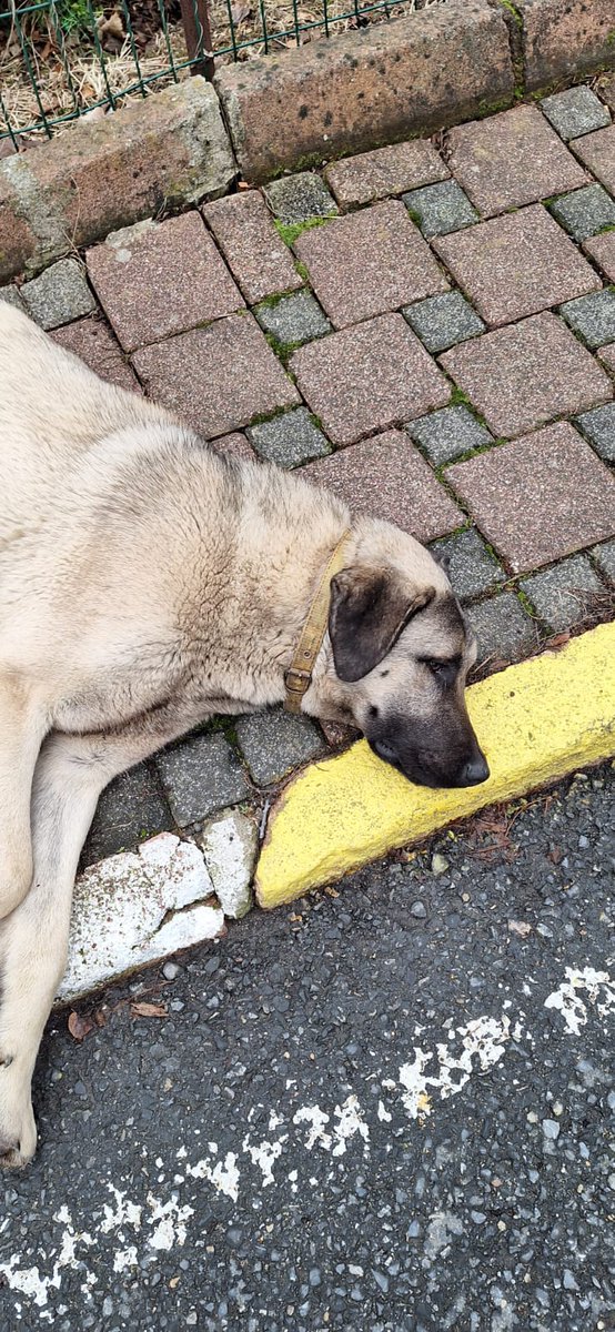forestercihan's tweet photo. Bakın size sahipsiz köpek konusunun gerçek nedenlerini ve çözüm yolunu somut ve çok taze bir örnekle anlatayım.

Aşağıda gördüğünüz ilk fotoğraftaki üç köpekten biri (en uzaktaki) hariç diğerleri orman fakültesi kampüsüne yeni geldi. Bu fotoğrafta olmayan üç dört köpek daha var yeni gelen. Muhtemelen, daha önce defalarca yapıldığı gibi birileri ormanlık bölge diye getirdi ve topluca attı bu canları. Bir belediyenin yapmış olması da muhtemel.

İkinci fotoğrafta görebileceğiniz üzere köpeklerden biri tasmalı. Yani sahibi olan ama o vicdansız, o zalim insan tarafından atılan, terk edilen bir can.

Bekledikleri yer fakülte yemekhanesinin çıkışı. Ne yapsınlar? Açlar ve yemekten çıkarken yemedikleri yemekleri onlara getiren insanların olduğunu biliyor, öğreniyor ve iki lokma yiyebilmek için tek şanslarını kullanıyor, dost bildikleri insandan medet umuyorlar. Gördüğünüz üzere son derece sakin, uysal ve zararsızlar. Çünkü henüz açlık ve çaresizlikle pençeleşmiyorlar. Çünkü henüz kimse onlara kötü davranmaya, taş atmaya, sopalarla saldırmaya, onları oyun malzemesi yapmaya başlamadı.

Fakültedeki köpek ve kedilerle ilgilenen hocalar ve öğrenciler olarak mecburen organize olup bu canları tok tutacağız, aşılarını yaptırıp sağlıklı kalmalarını sağlayacağız. İlk fırsatta da kısırlaştıracağız değillerse. Böylelikle kimse için küçük de olsa bir risk oluşturmalarına mahal vermeyeceğiz.

Biz bunları yaparken, birileri ağızlarından köpükler saçarak konuşmaya devam edecek. Canavarlaşan, çeteleşen köpekler diyecekler, mama lobisi diyecekler, itperest diyecekler; sanki yabanıl hayvanları çok düşünüyorlarmış, yabanıl hayatı yok eden onca projeden birine ağızlarını açıp tek laf edebilmişler gibi köpekler yabanıl hayvanlara zarar veriyor diyecekler... Diyecekler de diyecekler. Ama asla bu canları kontrolsüzce üretenlere, ticaretini yapanlara, alıp atanlara, kullanıp atanlara, yasal görevini yapmayan belediyelere tek kelime etmeyecekler. 

Biz bildiğimiz yoldan şaşmayacağız. Eğri ile doğruyu, neden ile sonucu, suçlu ile masumu birbirinden ayırt etme ferasetimizi kaybetmedik daha. Doğmaktan başka hiçbir sorumlulukları olmayan bu canları birer can olarak kabul edip elimizden geldiğince mutlu ve sağlıklı tutmaya çalışacağız. Böylelikle hem onların haklarını koruyup hem de kimse için bir risk oluşturmamalarını sağlayacağız. Ola ki birisi saldırganlaşma eğilimine girerse daha önce de yaptığımız gibi belediyeyi arayıp o köpeğin alınmasını ve rehabilite edilmesini talep edeceğiz.

Biz önce anne babamızdan sonra öğretmenlerimizden böyle bir insanlık terbiyesi aldık. Bizim yaptığımızı yapmaya çalışan ülkenin her yerinde on binlerce insan var. Fakat yasaları uygulamakla yükümlü kurumlar sorumluluklarını yerine getirmedikçe, hayvan ticareti engellenmedikçe, üretip üretip satanlar, beğendiğini alıp beğenmediğini atanlar, parayla hayvan alanlar, hayvanı oyuncak sananlar bitmedikçe bu sorun da bitmeyecek.

Sorun köpek sorunu değil, sorun insan sorunu. Sorun insanlık sorunu.