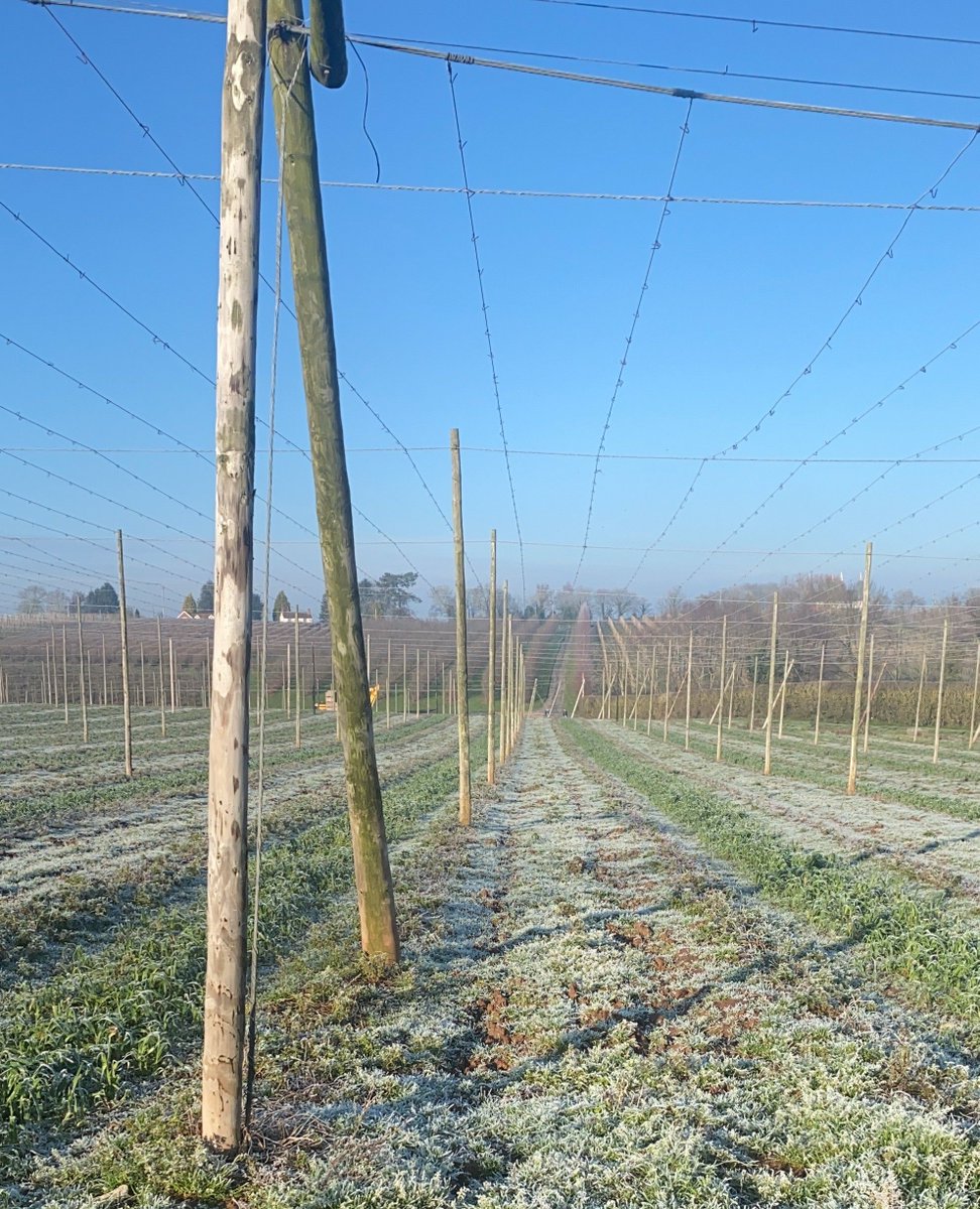 Hops love the cold - our hop plants stay dormant until the warmer spring weather, and need 1000 chill hours over the winter to vernalise. For more about how we grow our hops, click here: stocksfarm.net/hops/growing-o… #freshfromfarm #hopgrowing #homebrewing