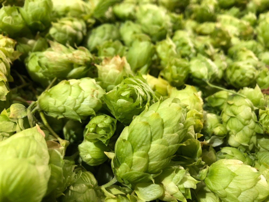 Brighten your brews with our newest variety: Harlequin! Infuse your beer with the fruity and spicy notes of this aromatic hop. Buy here: stocksfarm.net/shop/hop-varie… #freshfromfarm #hopflavours