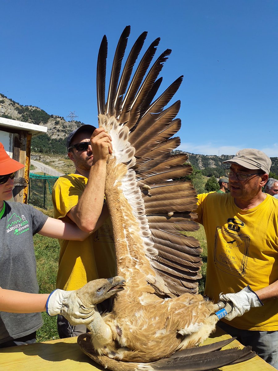 esparverblau's tweet photo. Interested in postdoc on research ecology and conservation of Griffon and Egyptian vultures, Eagle Owls? And joining @Equip_Biocons with Phds and seniors? Juan de la Cierva call is open. contact. gr.biologiaconservacio@ub.edu https://t.co/DmNkpO4yFq https://t.co/kUCSNjCHgF
