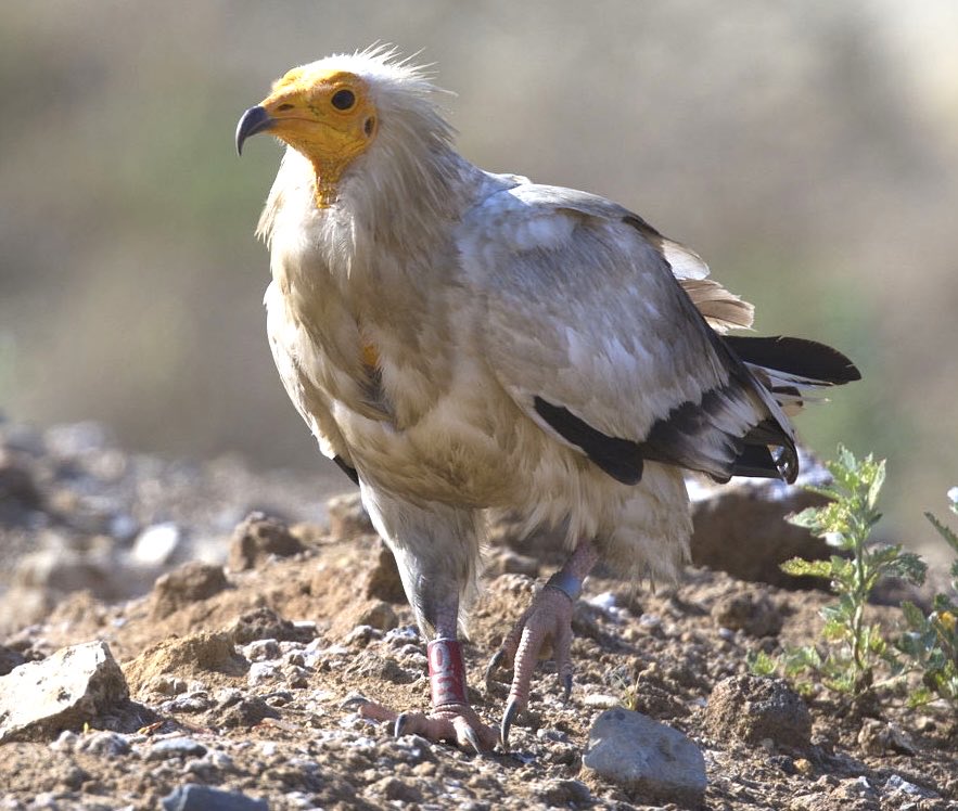 esparverblau's tweet photo. Interested in postdoc on research ecology and conservation of Griffon and Egyptian vultures, Eagle Owls? And joining @Equip_Biocons with Phds and seniors? Juan de la Cierva call is open. contact. gr.biologiaconservacio@ub.edu https://t.co/DmNkpO4yFq https://t.co/kUCSNjCHgF