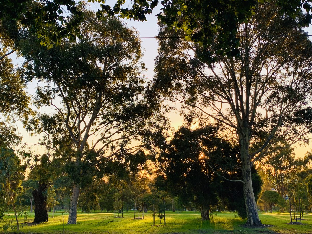 ninakillham's tweet photo. Evening stroll through Melbourne’s Royal Park. The importance of urban trees. #savetheparks #savethetrees #savetheplanet https://t.co/NFlKUbuWEt