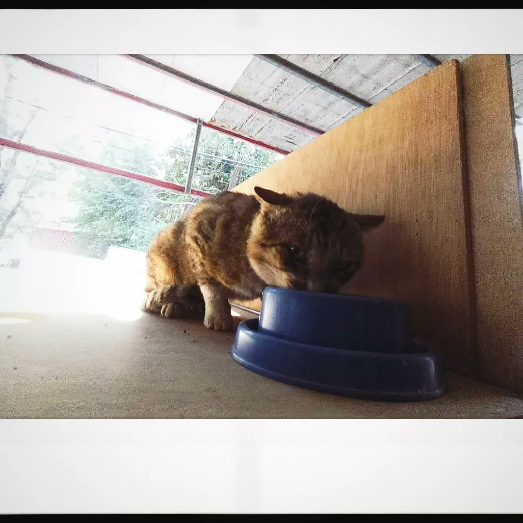 cabe751204's tweet photo. 老鼠啊，你眼神不要那麼兇好不好🥺

#貓 #cat #고양이 #ねこ #猫 #ネコ
#老鼠 #卡比の貓 
#貓寫真 #猫写真 #浪貓
#猫好きさんと繋がりたい https://t.co/VrvowFXnm1