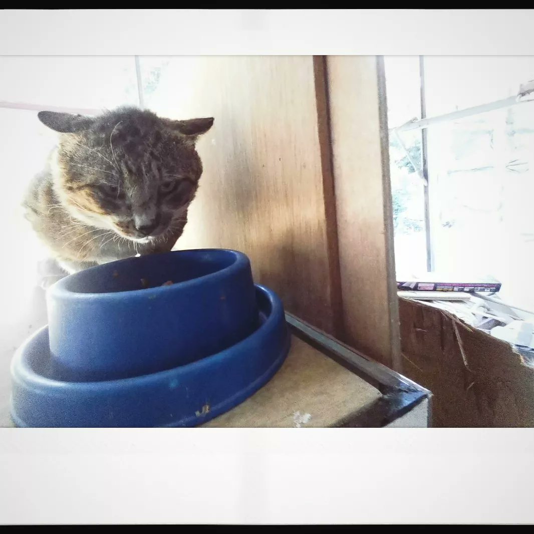 cabe751204's tweet photo. 老鼠啊，你眼神不要那麼兇好不好🥺

#貓 #cat #고양이 #ねこ #猫 #ネコ
#老鼠 #卡比の貓 
#貓寫真 #猫写真 #浪貓
#猫好きさんと繋がりたい https://t.co/VrvowFXnm1