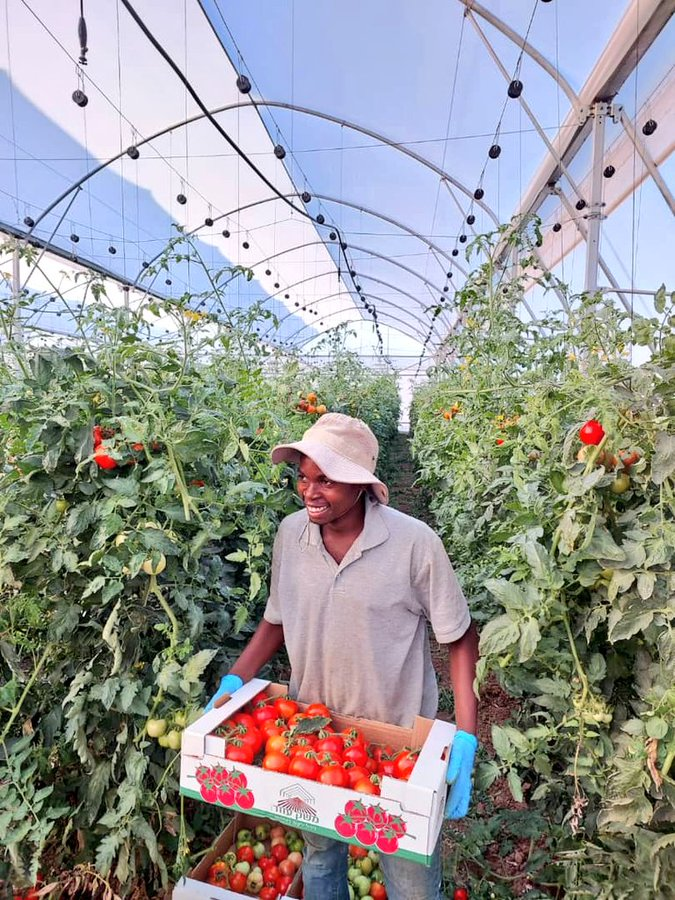 Happy day, dear friends in #farming!

#Greenhouse farming is now becoming more popular due to its high profitability. Greenhouse #TomatoFarming is one of the lucrative investments.
What are your thoughts about this #AgriculturalTechnology?

 📸@Lee_Fabricee