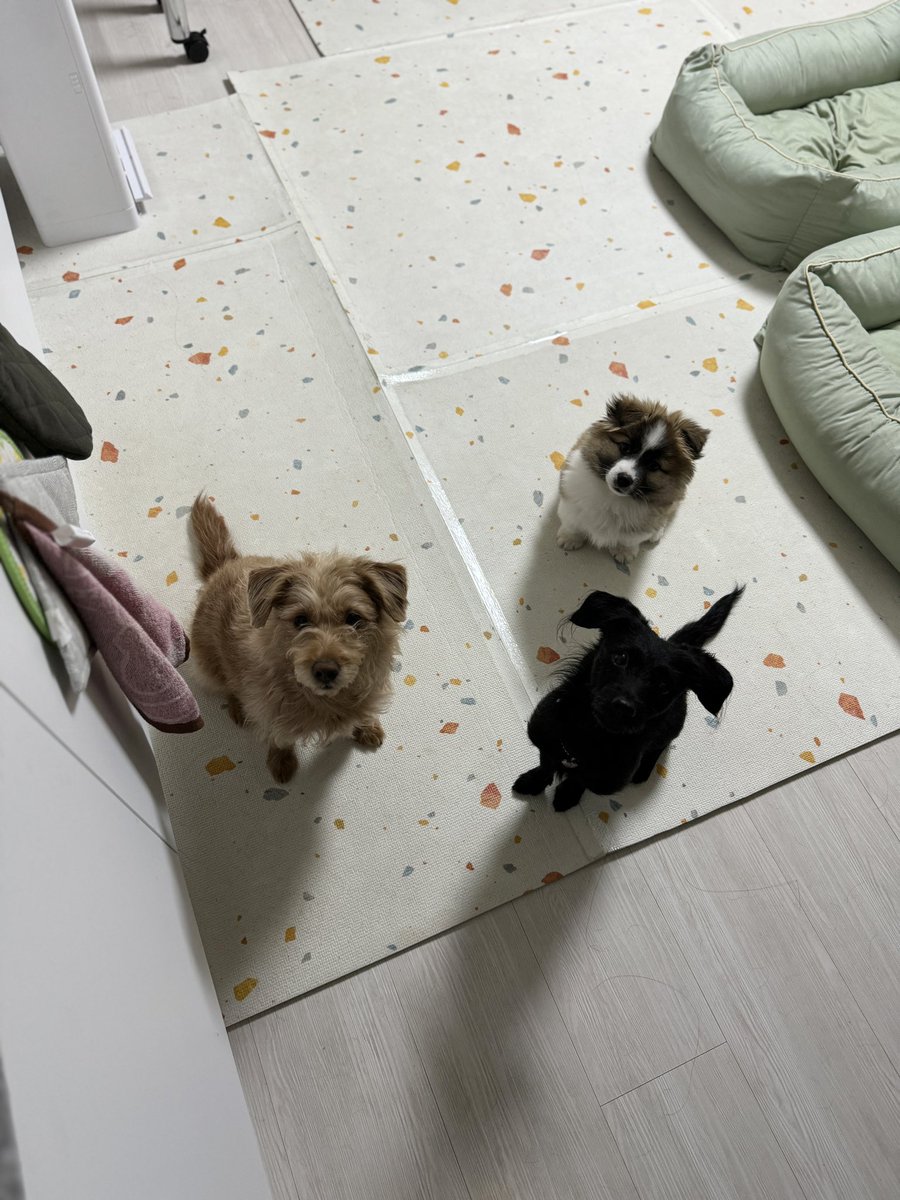 BB__house's tweet photo. #가족찾는 #아산택배즈📦 #배달이🐶 #배달_임보일기
🐶 배달 / 미중성 남 / 4개월 / 2.75kg
-
뭔지 모르겠지만 누나 형 따라하는 하숙생 배달이.
눈치가 진짜 빠르고 영리해서 무엇이든 빠르게 배운다. 

#임보중 #임보일기 #입양문의 #사지말고입양하세요 https://t.co/xAed06BG0X