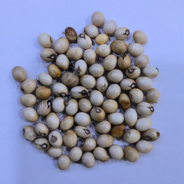 BeejwalaIndia's tweet photo. Buy Gunja Safed White Gunja Abrus Precatorius White Chirmi Herb Seeds Pack
https://t.co/l2MlFWUIyY

🎁 SPECIAL OFFER: Up to 90% off  
👉 https://t.co/qkdEnDEzlA
📦 Dispatch in 1 - 2 Days
#beejwala #Gunja #Chirmi #GunjaWhite #HerbSeeds #garden #gardening https://t.co/CHoQilKnvu