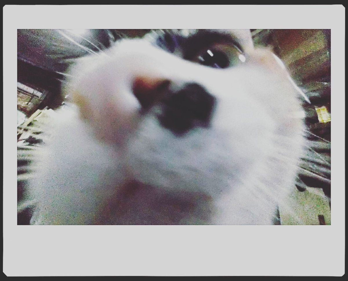 cabe751204's tweet photo. 三八痣

#貓 #cat #고양이 #ねこ #猫 #ネコ
#熊貓 #卡比の貓 
#貓寫真 #猫写真
#猫好きさんと繋がりたい https://t.co/eC03oV4bsm