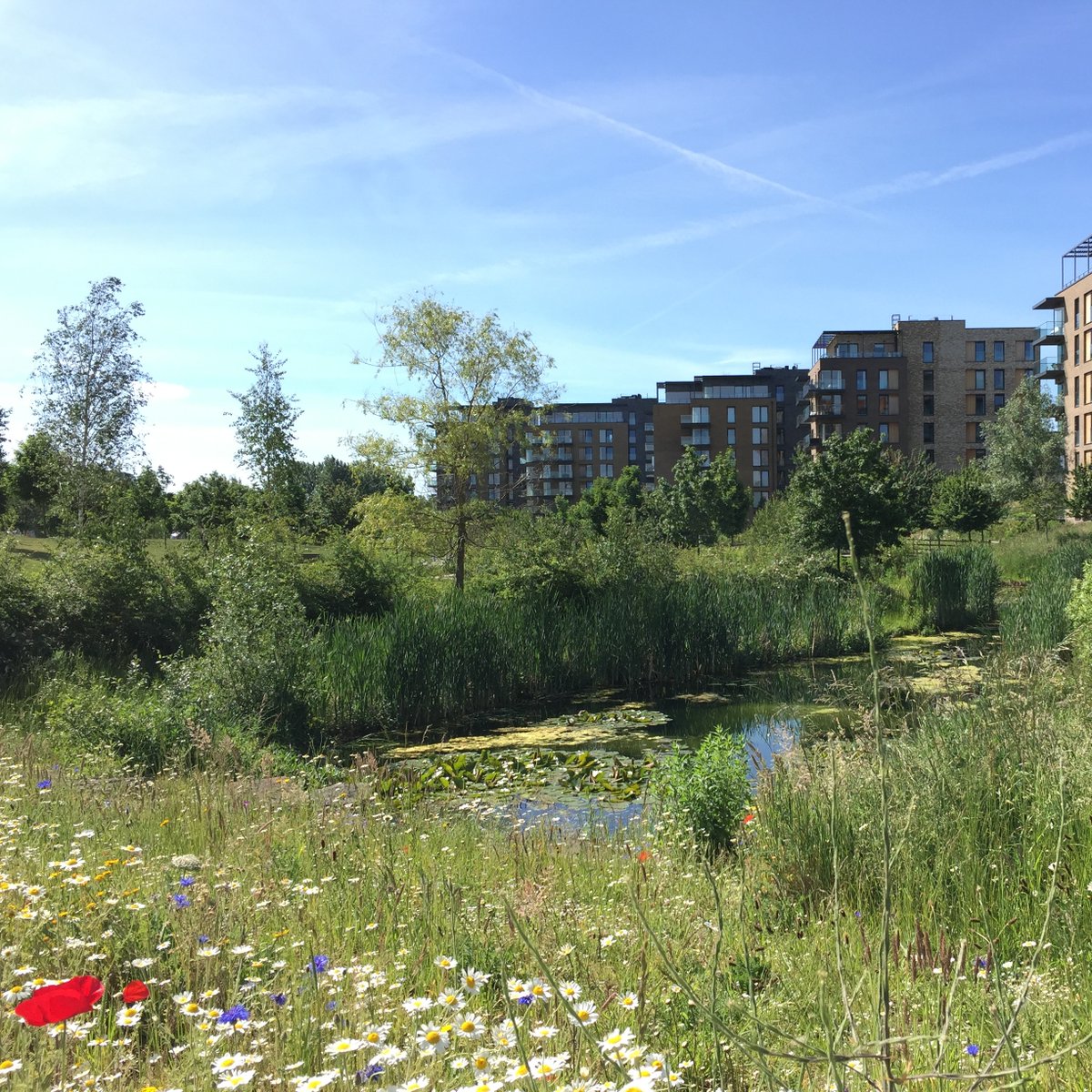 Natural England (@naturalengland) on Twitter photo How should we design developments with #BiodiversityNetGain in mind? ✏️🌳
In our guest blog, @WildLondon, <a href="/MottMacDonald/">Mott MacDonald</a> and <a href="/BuildWithNature/">Building With Nature</a> discuss the importance of long-term planning, collaboration, and habitat creation in urban environments.
naturalengland.blog.gov.uk/2024/01/11/gui… How should we design developments with #BiodiversityNetGain in mind? ✏️🌳
In our guest blog, @WildLondon, <a href="/MottMacDonald/">Mott MacDonald</a> and <a href="/BuildWithNature/">Building With Nature</a> discuss the importance of long-term planning, collaboration, and habitat creation in urban environments.
naturalengland.blog.gov.uk/2024/01/11/gui…