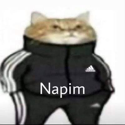 HarbiKoruk's tweet photo. Hayallerimi anlattığım kedim https://t.co/kwIFrT0mKf